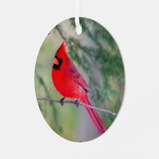 Ornament Noord-Kardinaal (Voorkant links)