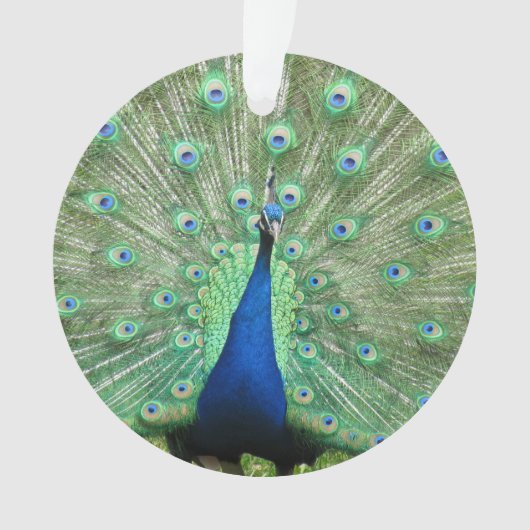 Ornament - Peackock (voorkant)