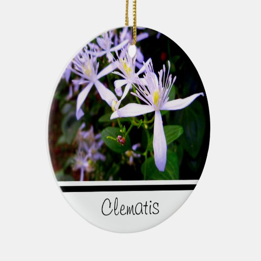 Ornament Sweet Autumn Clematis Keepomwille (Rechts)