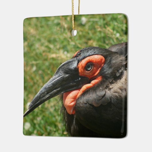 Ornament van Afrikaanse Ground Hornbill (Links)