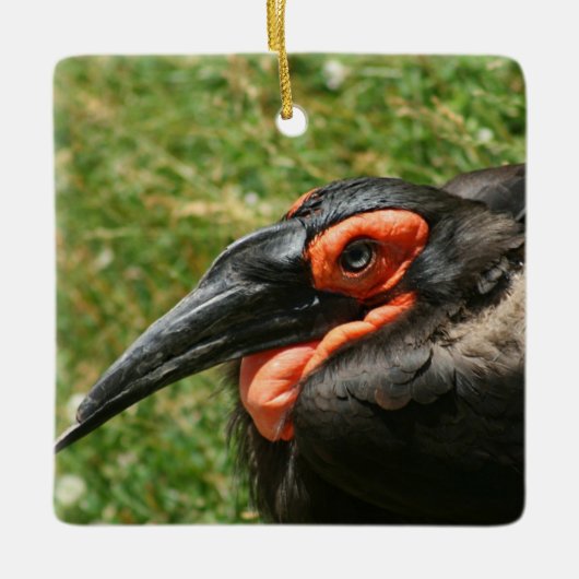 Ornament van Afrikaanse Ground Hornbill (Voorkant)