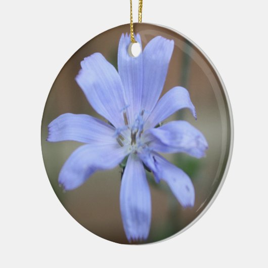 Ornament van cichorei (Links)