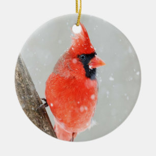 Ornament van de mannetjesroodroos