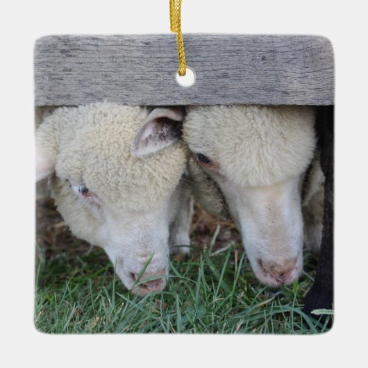 Ornament van lammeren (Voorkant)