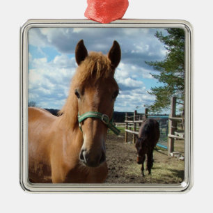 Ornament van paarden
