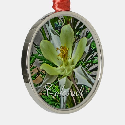Ornament van witte colorado columbine (Rechts)