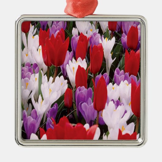 Ornament voor kleurrijke Tulp Flowers (Voorkant)