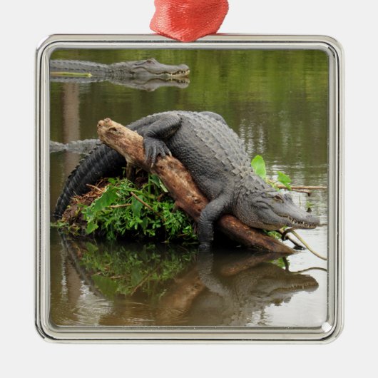 Ornament Zwemgator invullen (Voorkant)