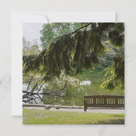Ornamental Duck Pond Flat Card (Voorkant)