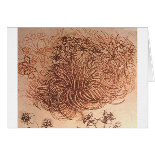 Ornithogalum (ster van Bethlehem) (Voorkant Horizontaal)