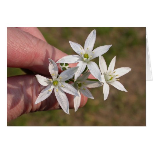 Ornithogalum umbellatum (Voorkant Horizontaal)