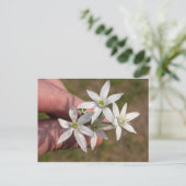 Ornithogalum umbellatum briefkaart (Staand voorkant)