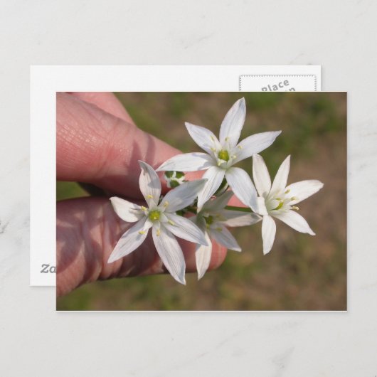 Ornithogalum umbellatum briefkaart (Voorkant / Achterkant)