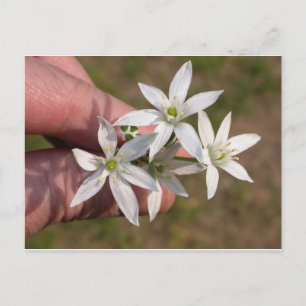 Ornithogalum umbellatum briefkaart