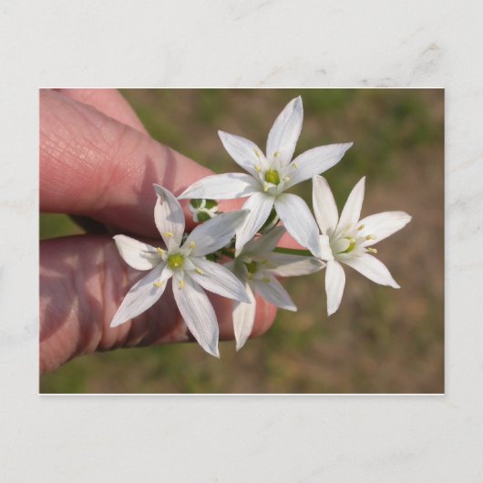 Ornithogalum umbellatum briefkaart (Voorkant)