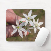 Ornithogalum umbellatum muismat (Met muis)