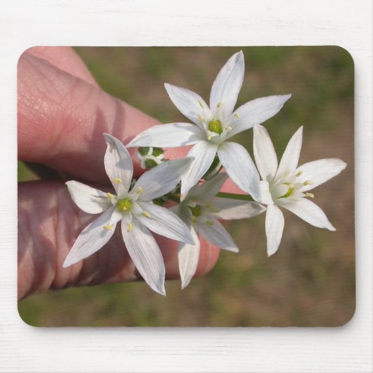 Ornithogalum umbellatum muismat (Voorkant)