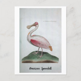 Ornithologie - American Spoonbill Briefkaart