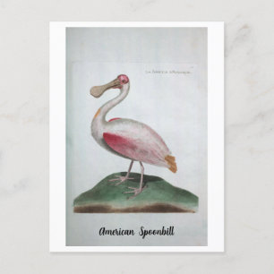 Ornithologie - American Spoonbill Briefkaart