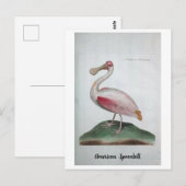 Ornithologie - American Spoonbill Briefkaart (Voorkant / Achterkant)