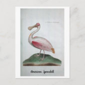 Ornithologie - American Spoonbill Briefkaart (Voorkant)