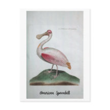 Ornithologie - American Spoonbill