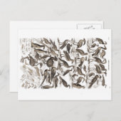 ornithologisch briefkaart (Voorkant / Achterkant)