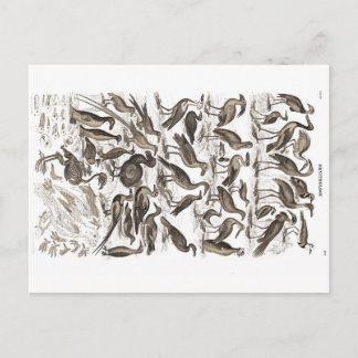 ornithologisch briefkaart