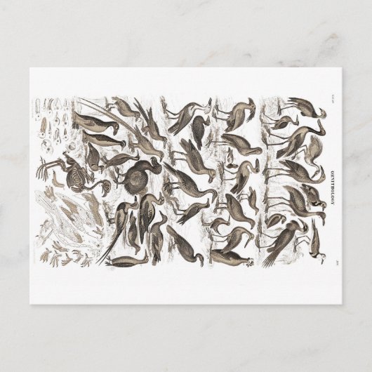 ornithologisch briefkaart (Voorkant)