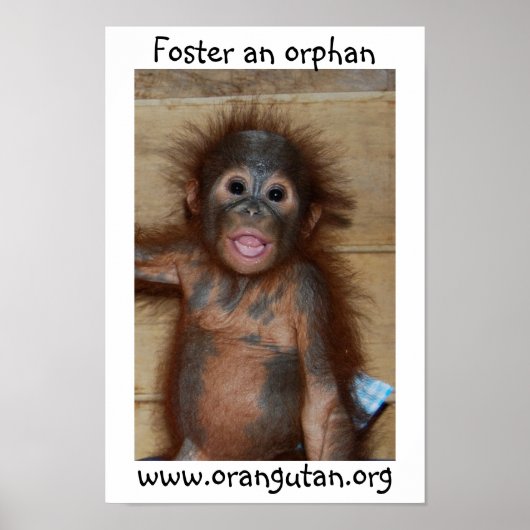 Orphan Baby Orangutan Poster (Voorkant)