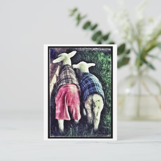 Orphan Lamb Briefkaart (Staand voorkant)