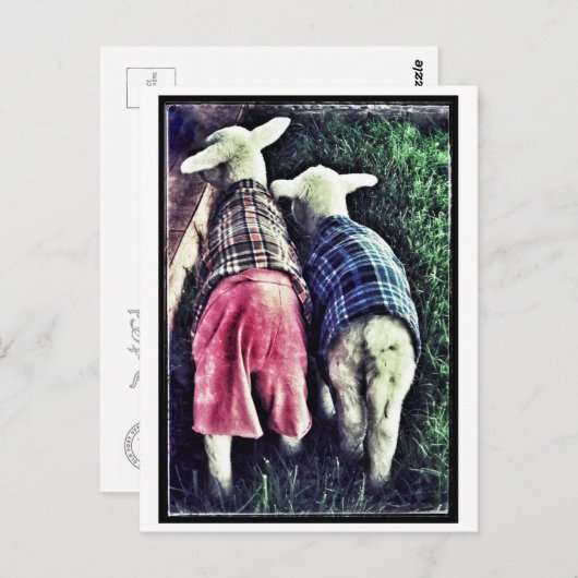 Orphan Lamb Briefkaart (Voorkant / Achterkant)