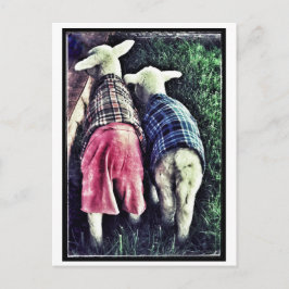 Orphan Lamb Briefkaart
