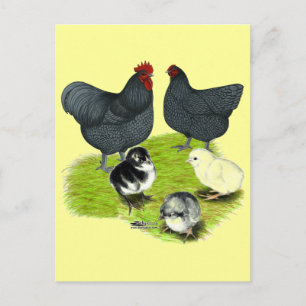 Orpington Blauwe Kippenfamilie Briefkaart