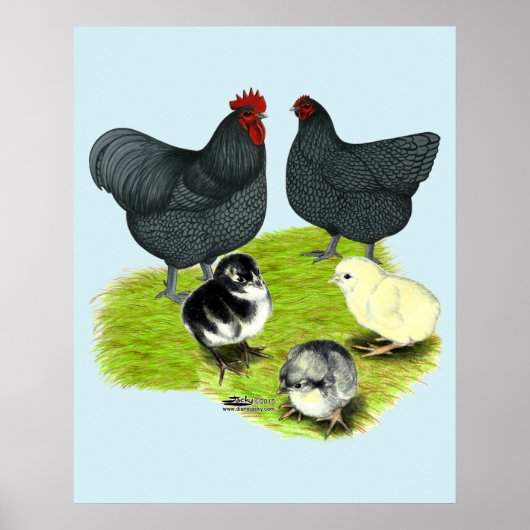 Orpington Blauwe Kippenfamilie Poster (Voorkant)