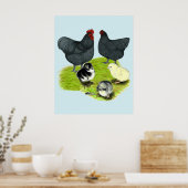 Orpington Blauwe Kippenfamilie Poster (Keuken)
