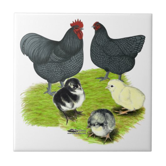 Orpington Blauwe Kippenfamilie Tegeltje (Voorkant)