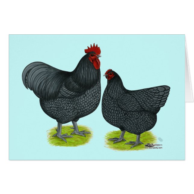 Orpington:  Blauwhaar (Voorkant Horizontaal)