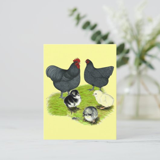 Orpington Blue Chicken Family Briefkaart (Staand voorkant)