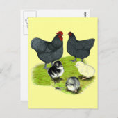 Orpington Blue Chicken Family Briefkaart (Voorkant / Achterkant)