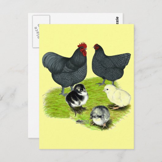 Orpington Blue Chicken Family Briefkaart (Voorkant / Achterkant)