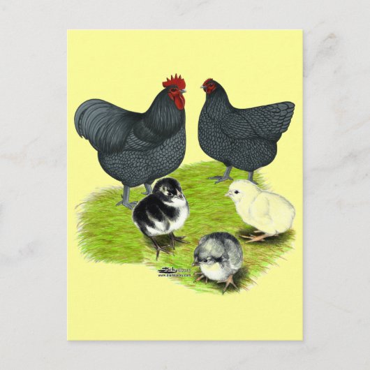 Orpington Blue Chicken Family Briefkaart (Voorkant)