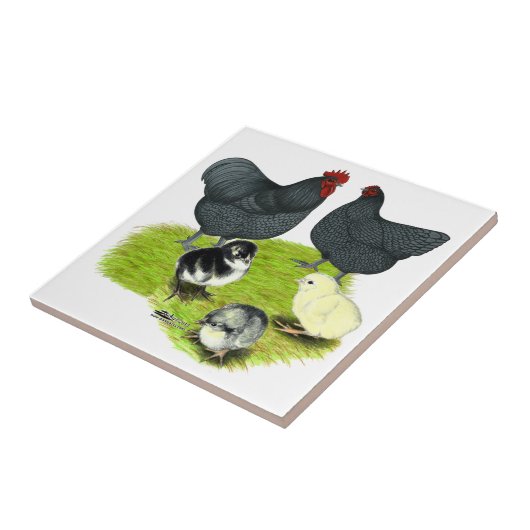 Orpington Blue Chicken Family Tegeltje (Zijkant)