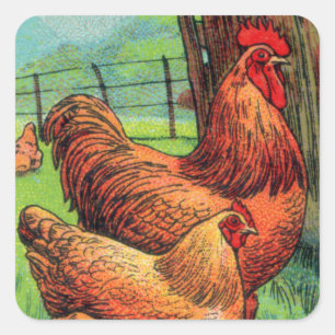 Orpington Chicken Vierkante Sticker