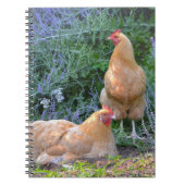 Orpington Hen Notitieboek (Voorkant)
