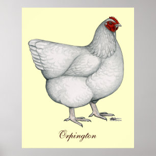 Orpington White Hen Poster