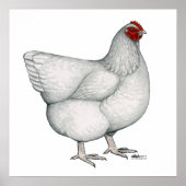 Orpington White Hen Poster (Voorkant)