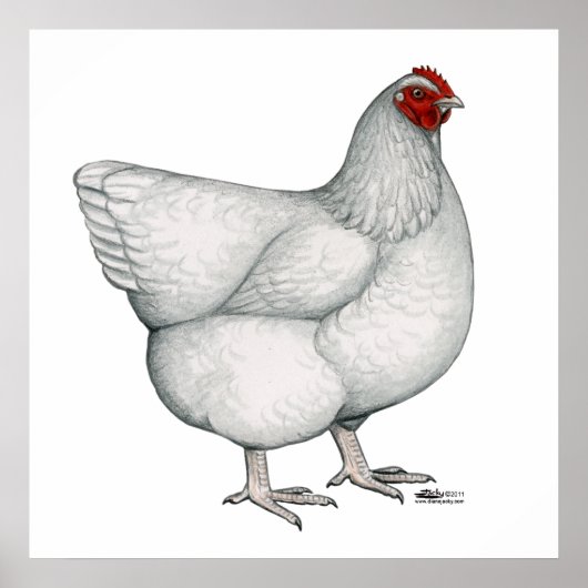 Orpington White Hen Poster (Voorkant)