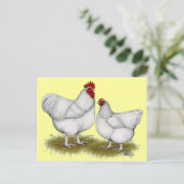 Orpington:  White Pair Briefkaart (Staand voorkant)