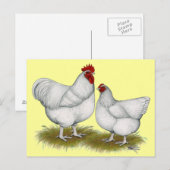 Orpington:  White Pair Briefkaart (Voorkant / Achterkant)